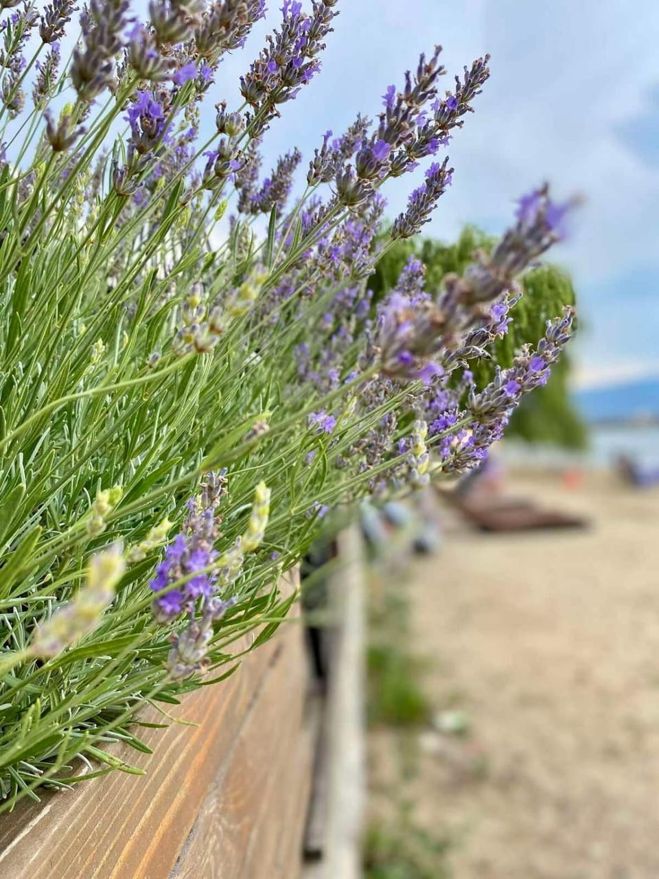 D&A Apartments Apartment in Municipality of Ohrid, North Macedonia