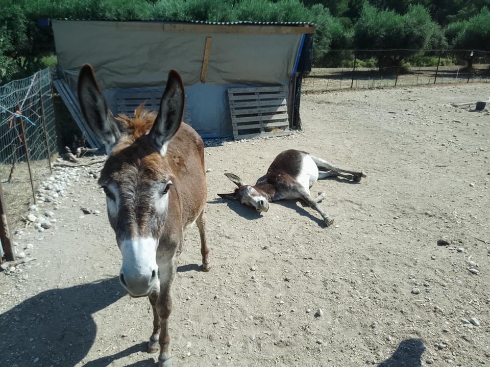 Animals