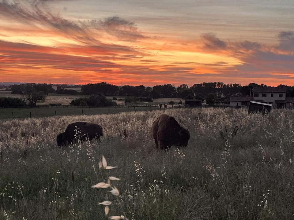 Terra dei Bisonti Farm Stay in Umbria