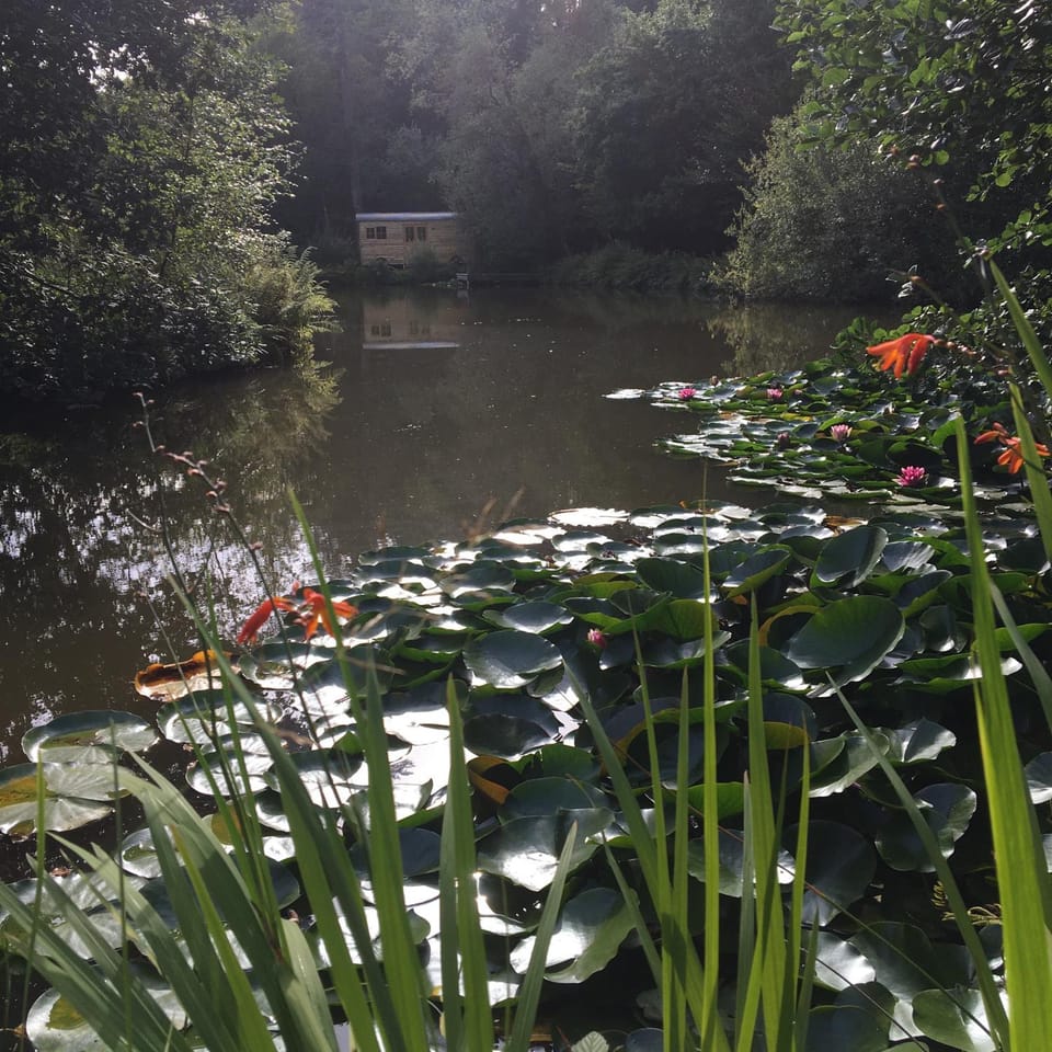 Natural landscape, Garden, Garden view, Lake view