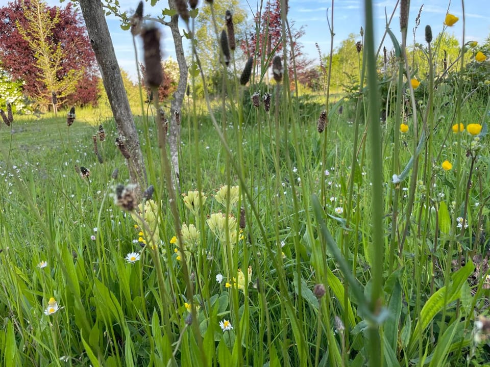 Natural landscape, Garden