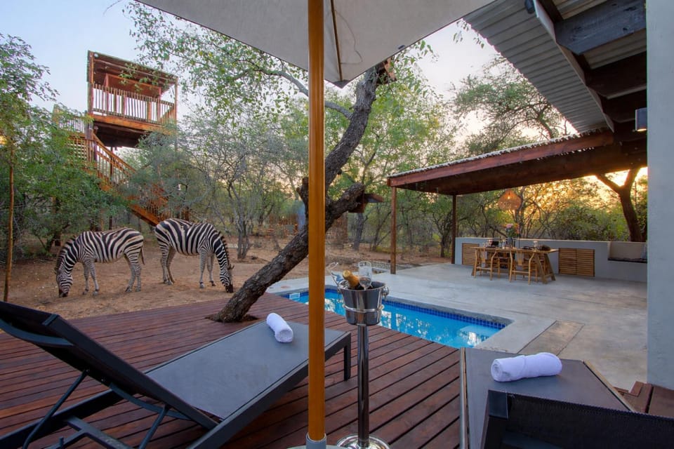 Property building, Animals, Swimming pool