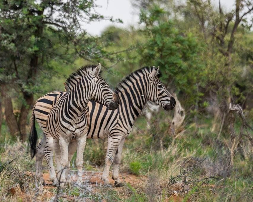 Animals
