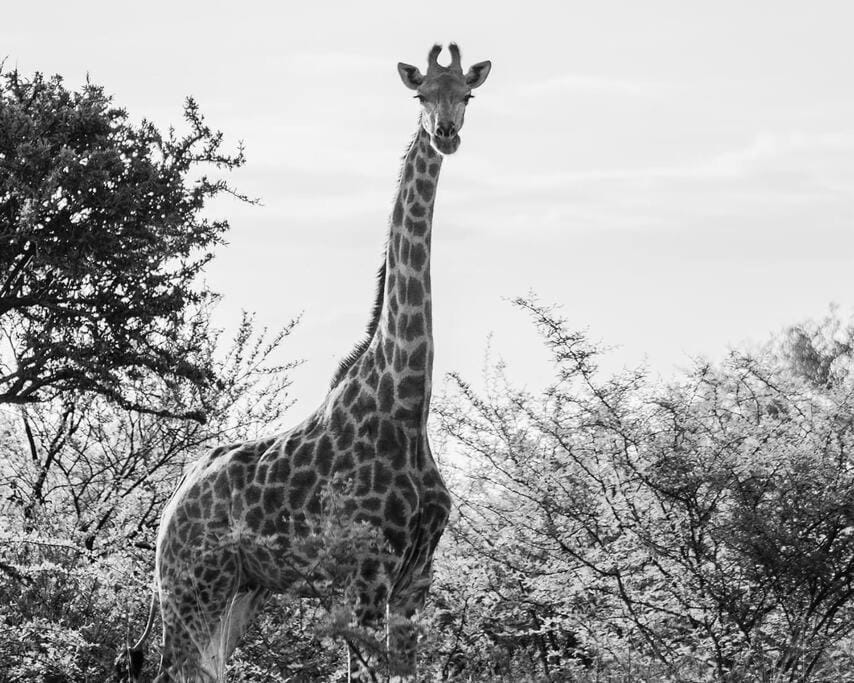 Animals