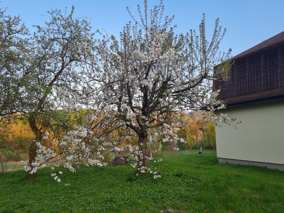 Spring, Day, Garden, Garden view