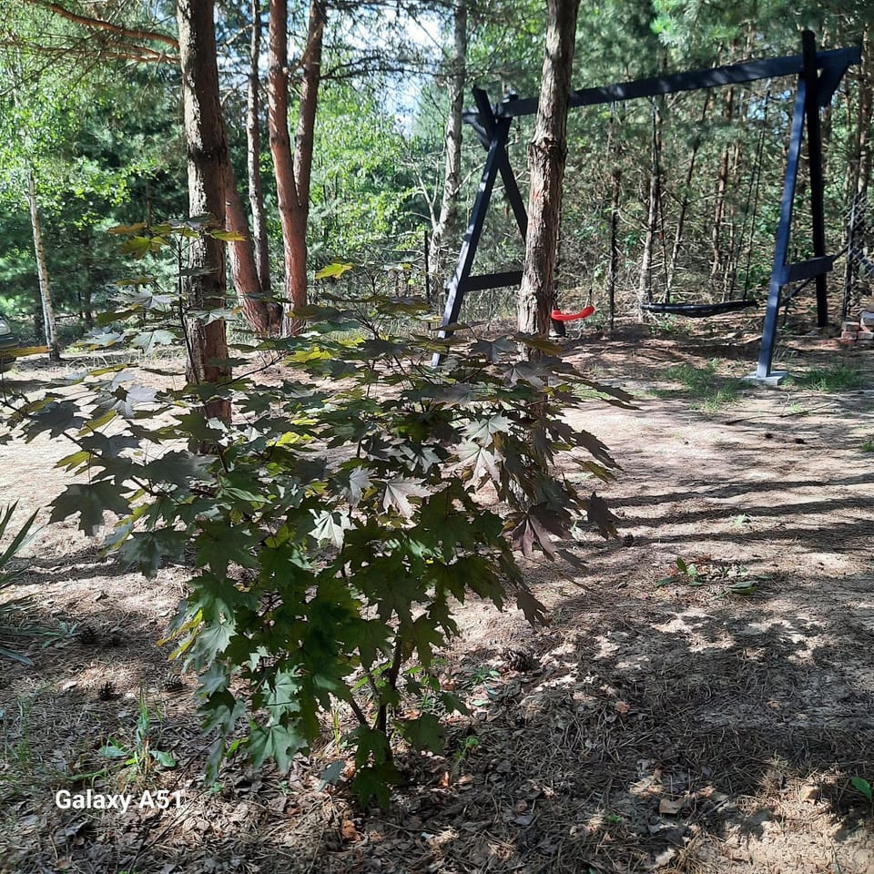 Natural landscape, Garden, Garden view