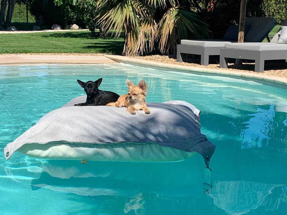 Animals, Pets, Pool view, Swimming pool