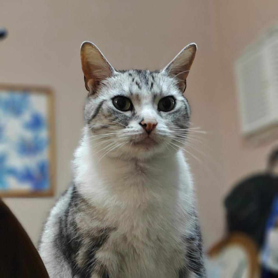 Pets