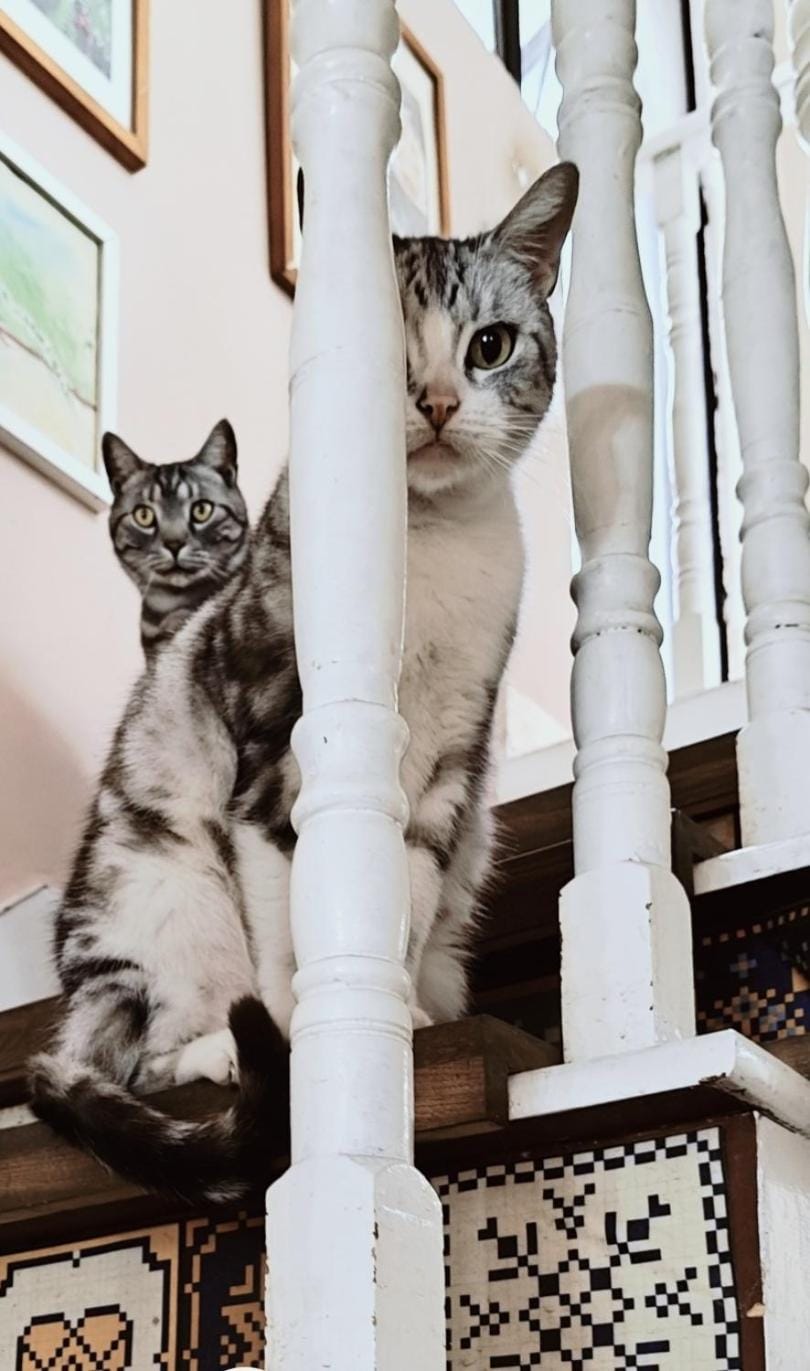 Pets