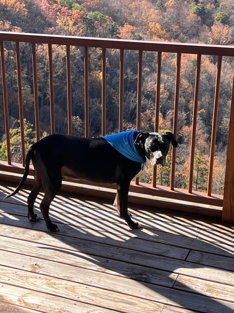 Hidden Heaven by Stony Brook Cabins Cabin in Sevier County