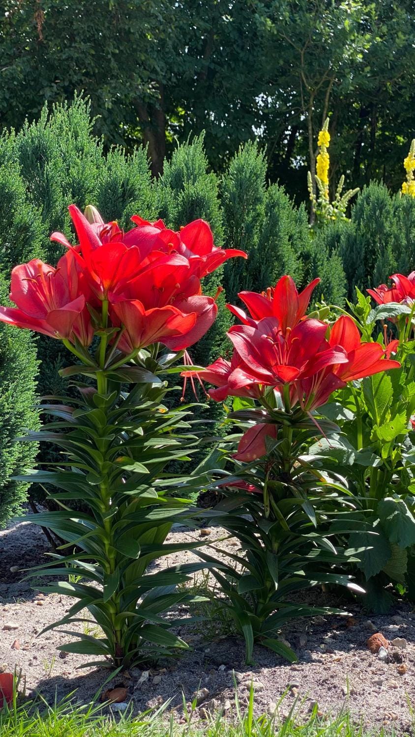 luxury apartment Curchi 2 Apartment in Billund