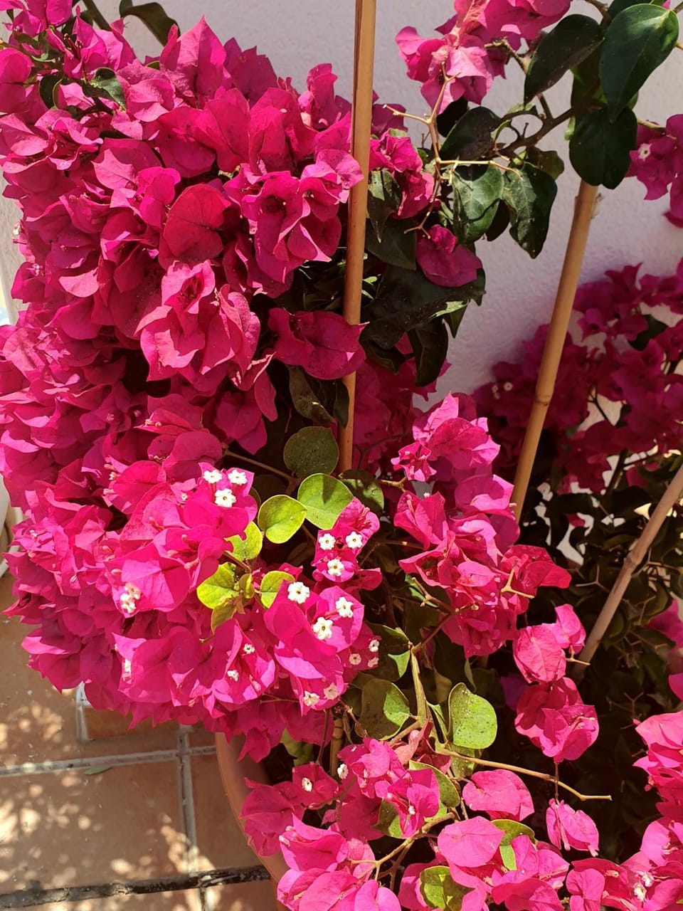 Patio, Garden