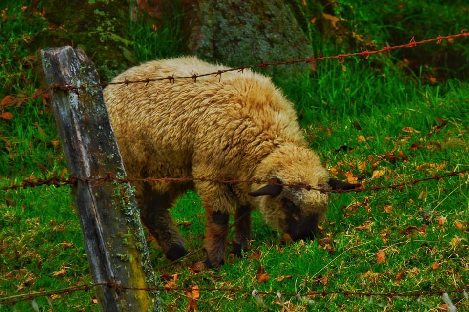 Day, Animals