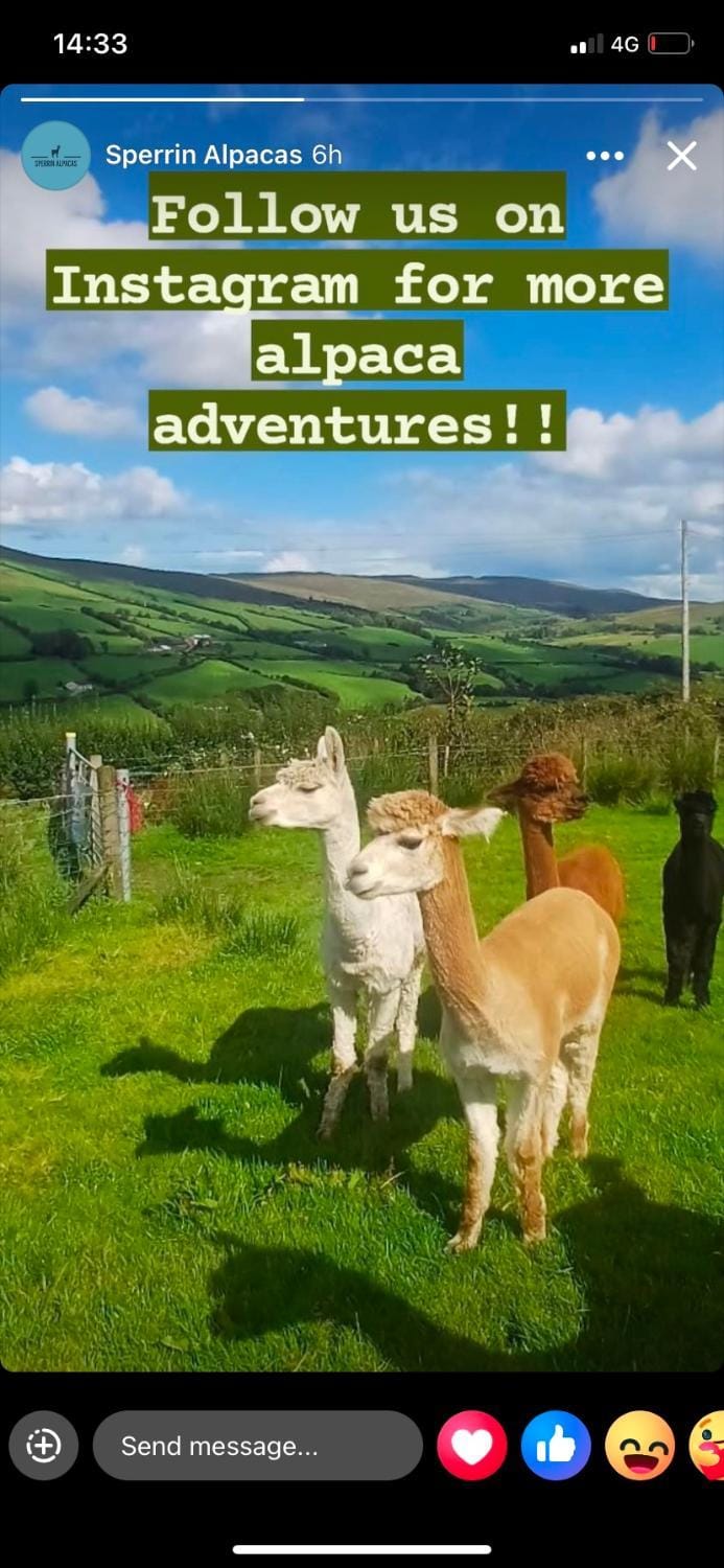 Animals