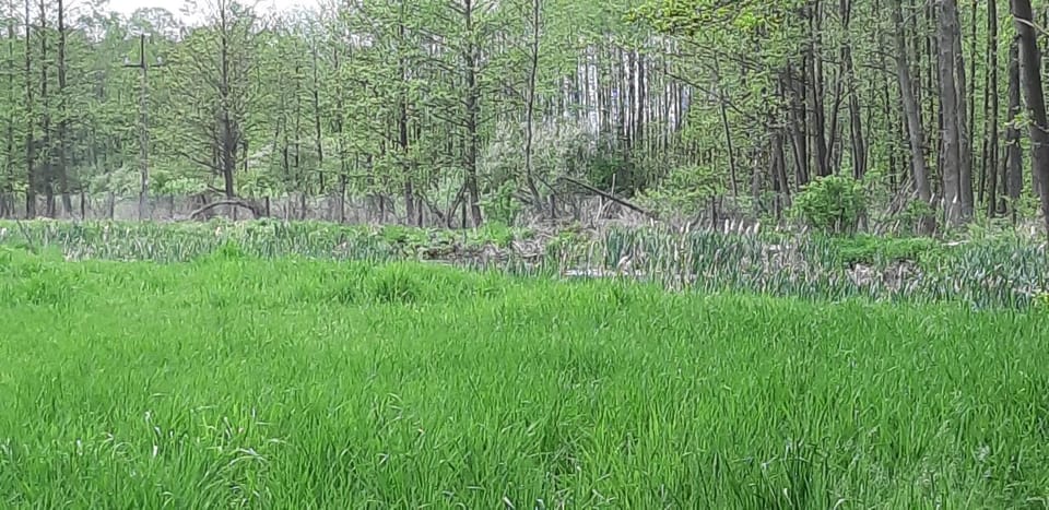 Natural landscape