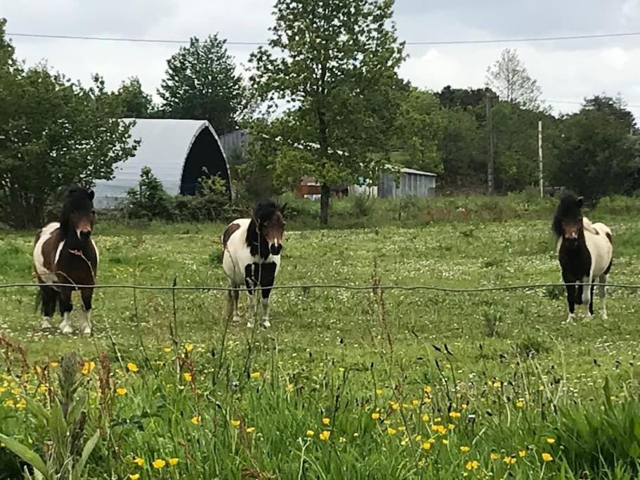 Gîte du Marquès House in Finistere