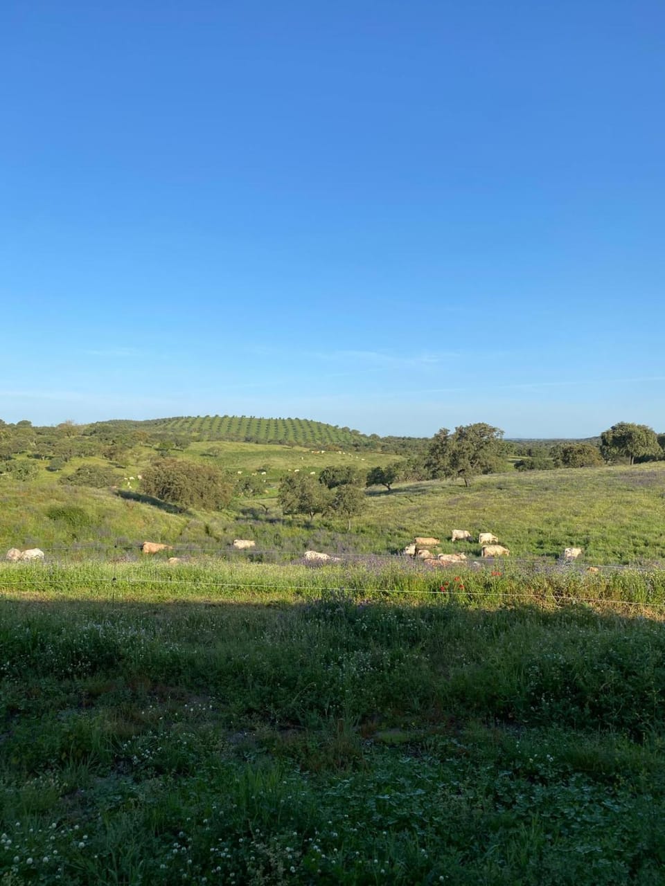 Spring, Natural landscape, View (from property/room)