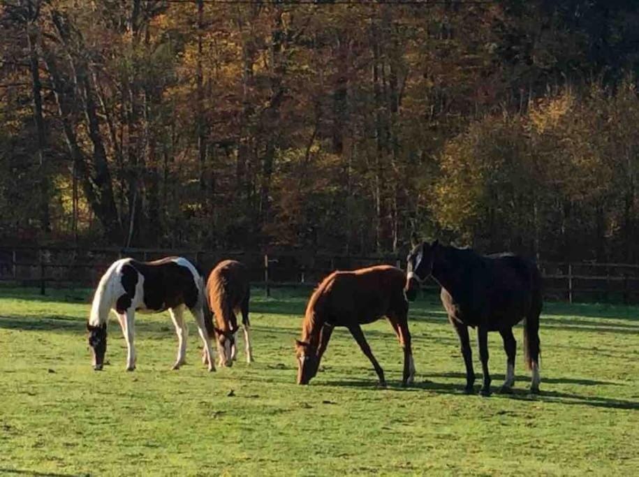 Animals