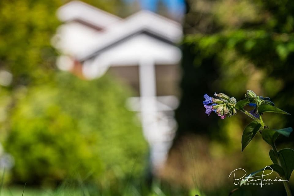 Spring, Natural landscape, Garden