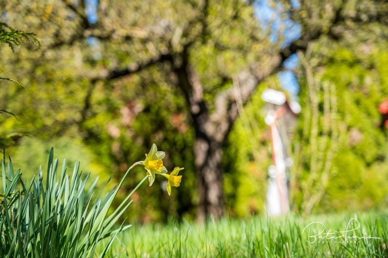 Spring, Natural landscape, Garden