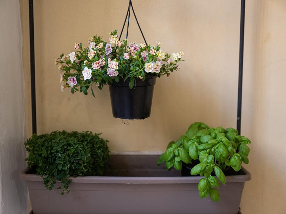 Garden, Garden view