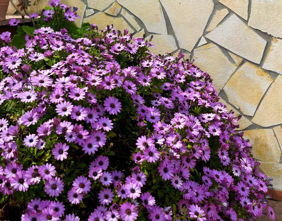 Spring, Day, Garden view