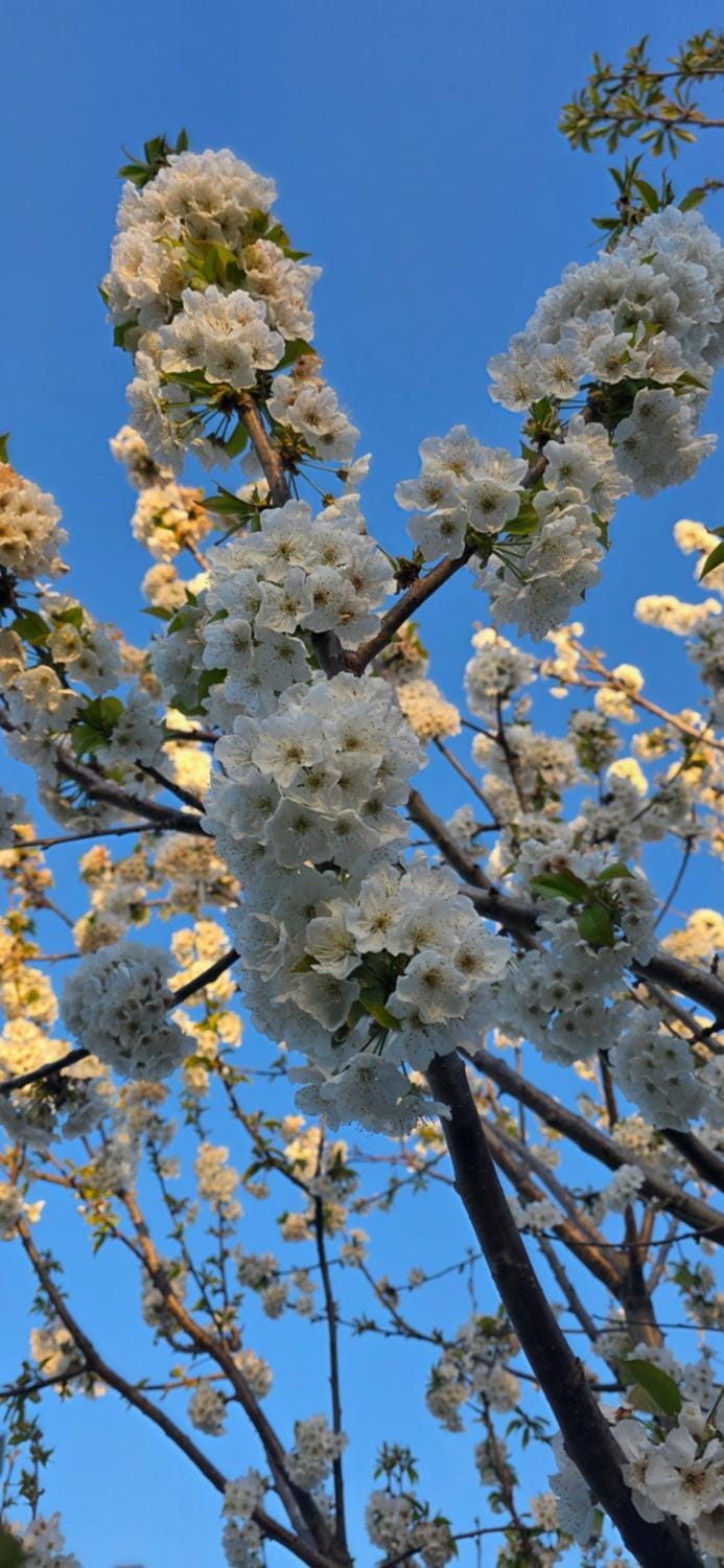 Spring, Day, Natural landscape