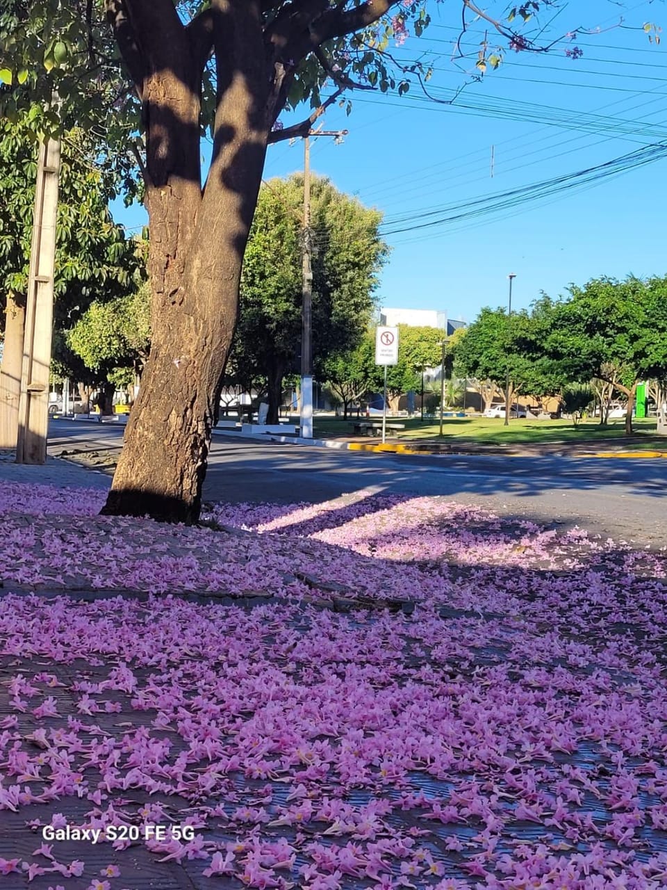 Spring, Day, Neighbourhood, Natural landscape, Garden view, Street view
