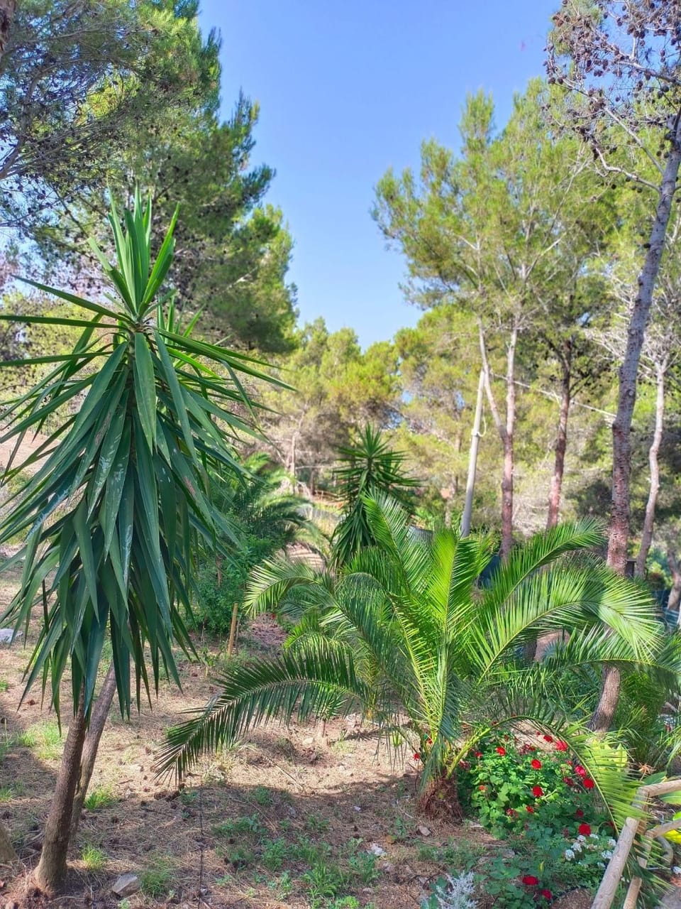 Day, Natural landscape, Garden, Garden view