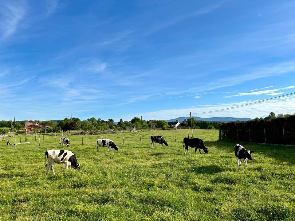 Natural landscape, Garden, Animals