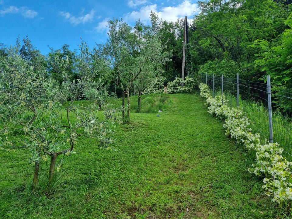 Natural landscape, Garden view