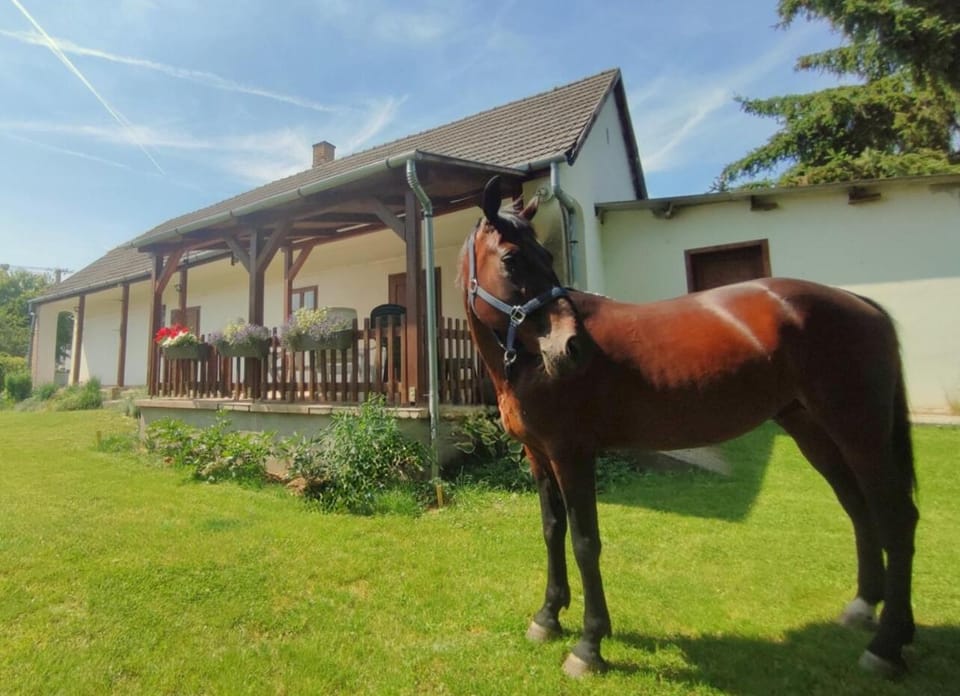Property building, Garden, Pets