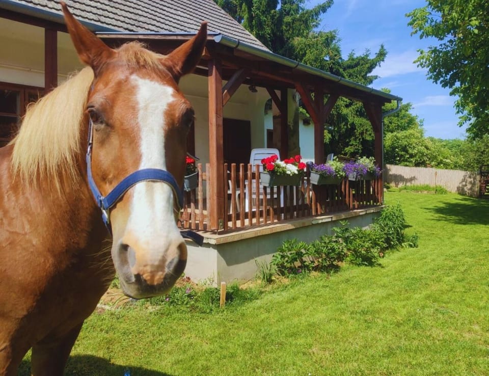 Property building, Garden, Pets