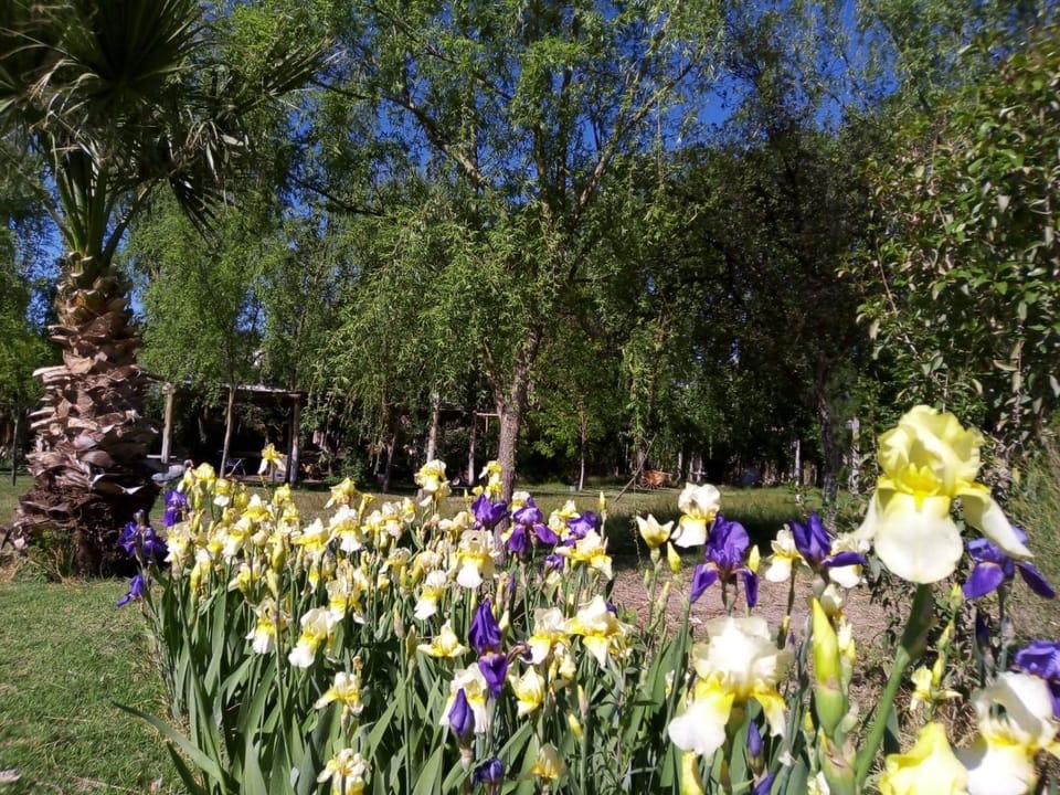 Spring, Natural landscape, Garden