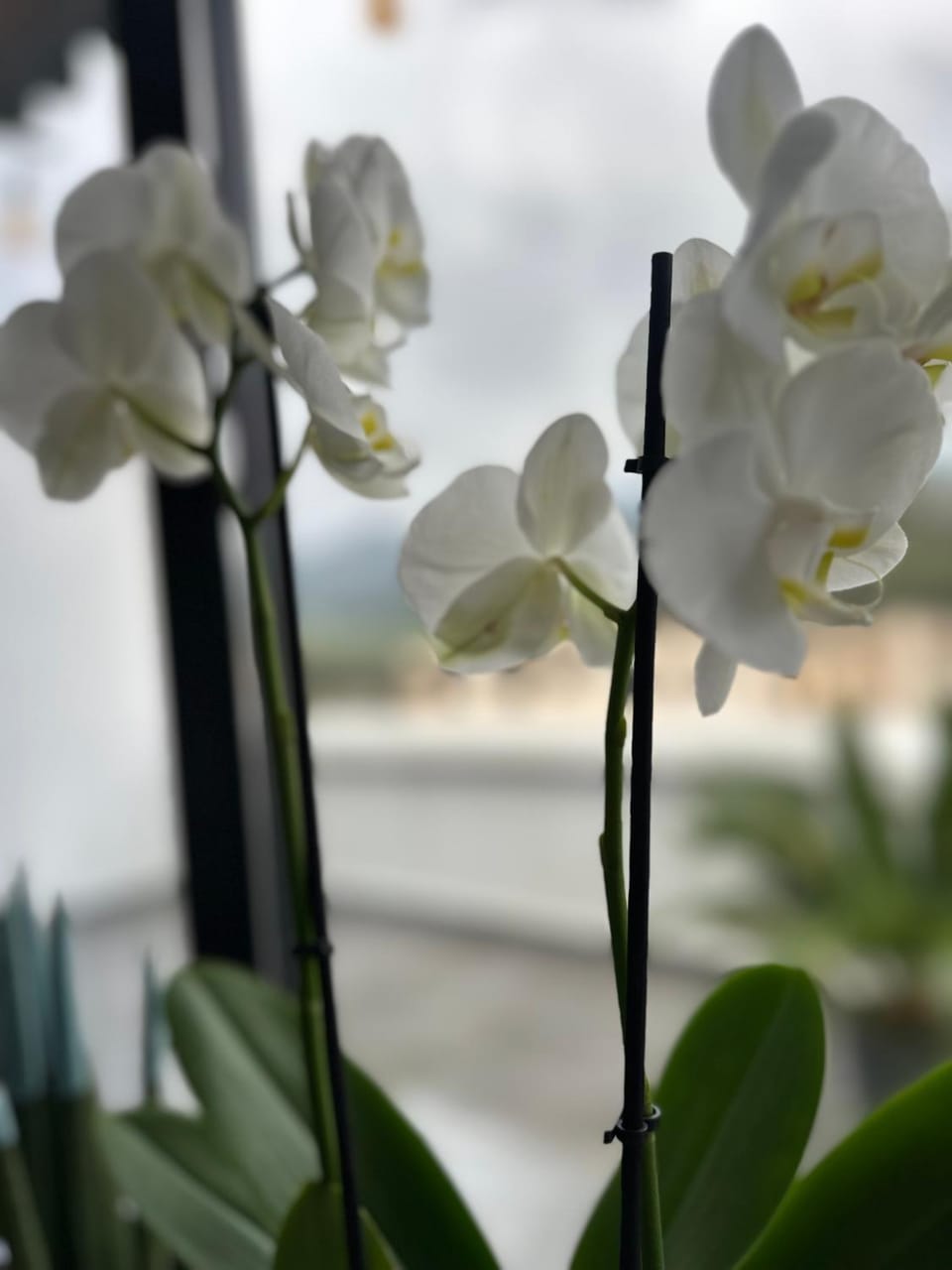 My Sky Përmet Apartment in North Macedonia