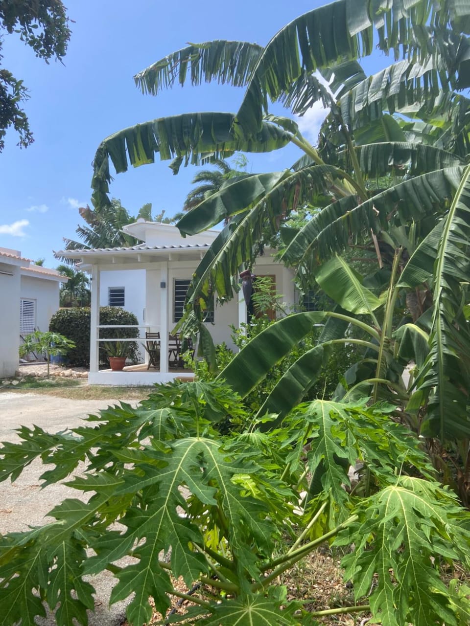Garden view