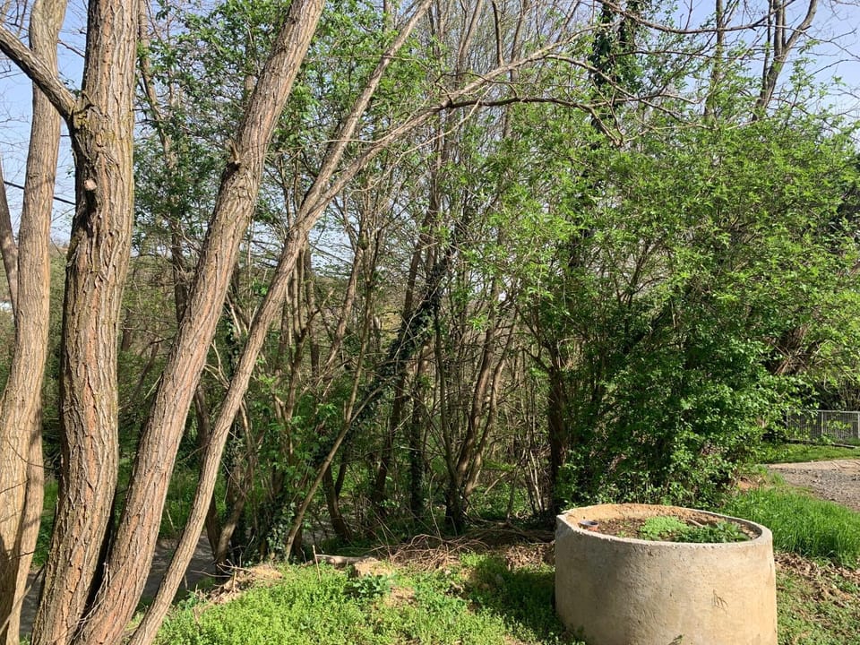 Spring, Garden view