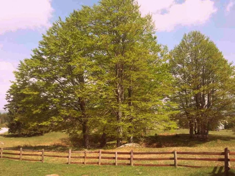 Enchanting chalet amidst impressive nature House in Montenegro