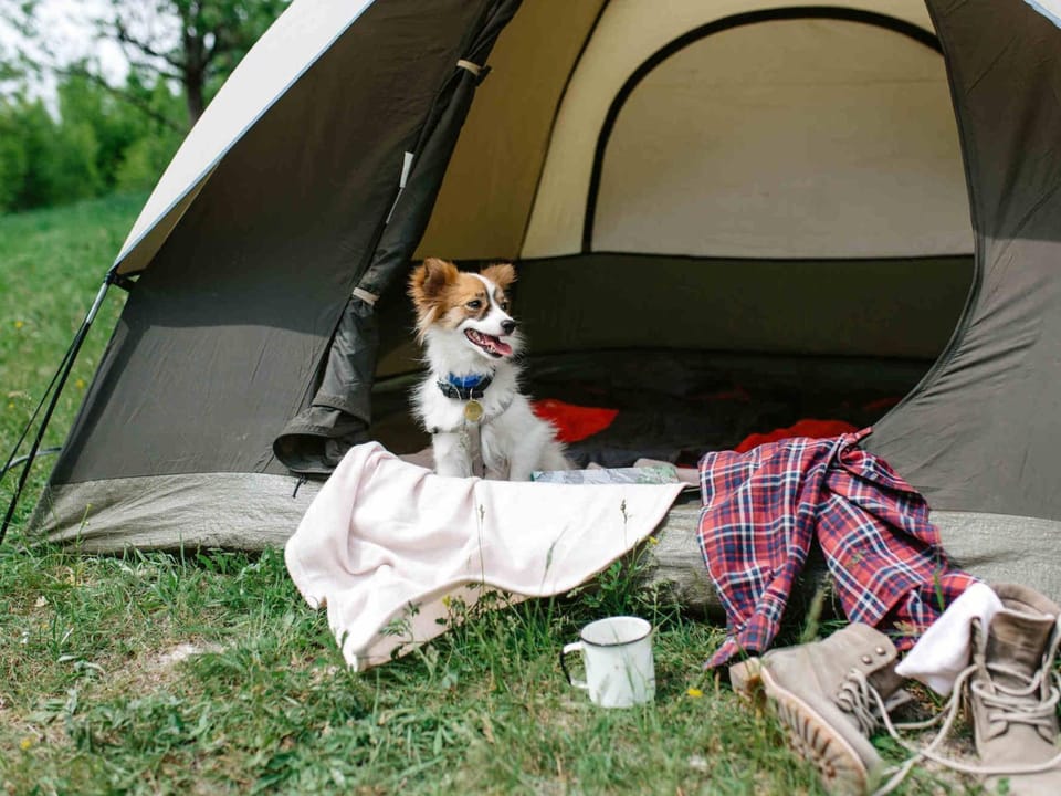pet friendly