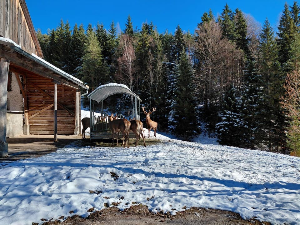 Bauernchalet Orainza Apartment in Carinthia, Austria
