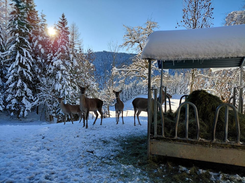 Bauernchalet Orainza Apartment in Carinthia, Austria