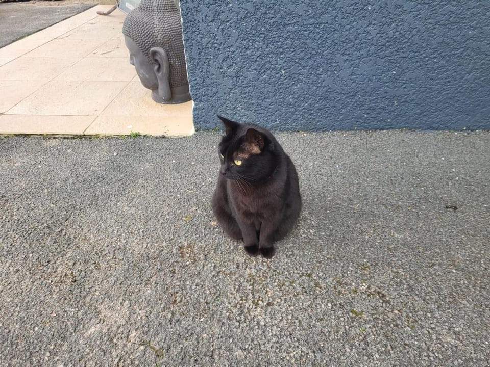 Pets