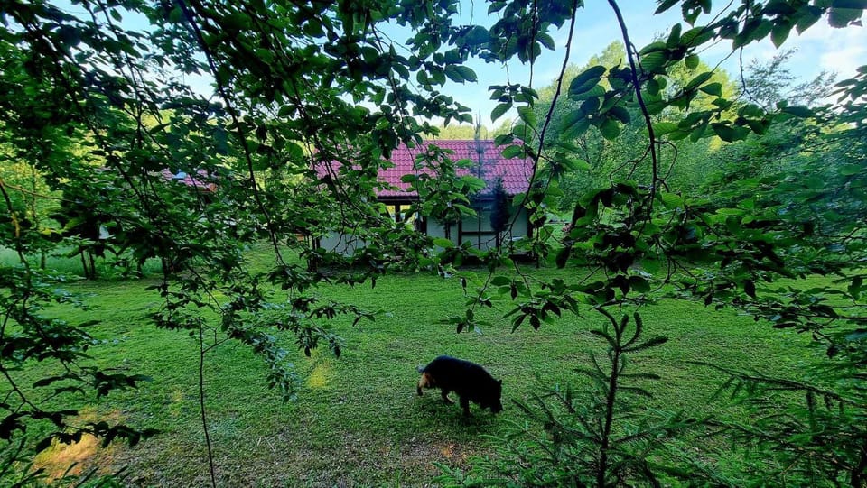 Domek de Janauis i jeziorko Campground/ 
RV Resort in Pomeranian Voivodeship