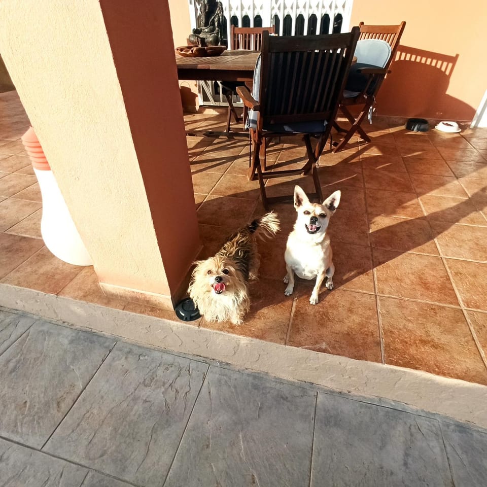 Pets