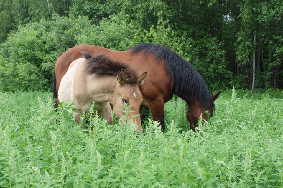 Summer, Horse-riding, Animals, On site