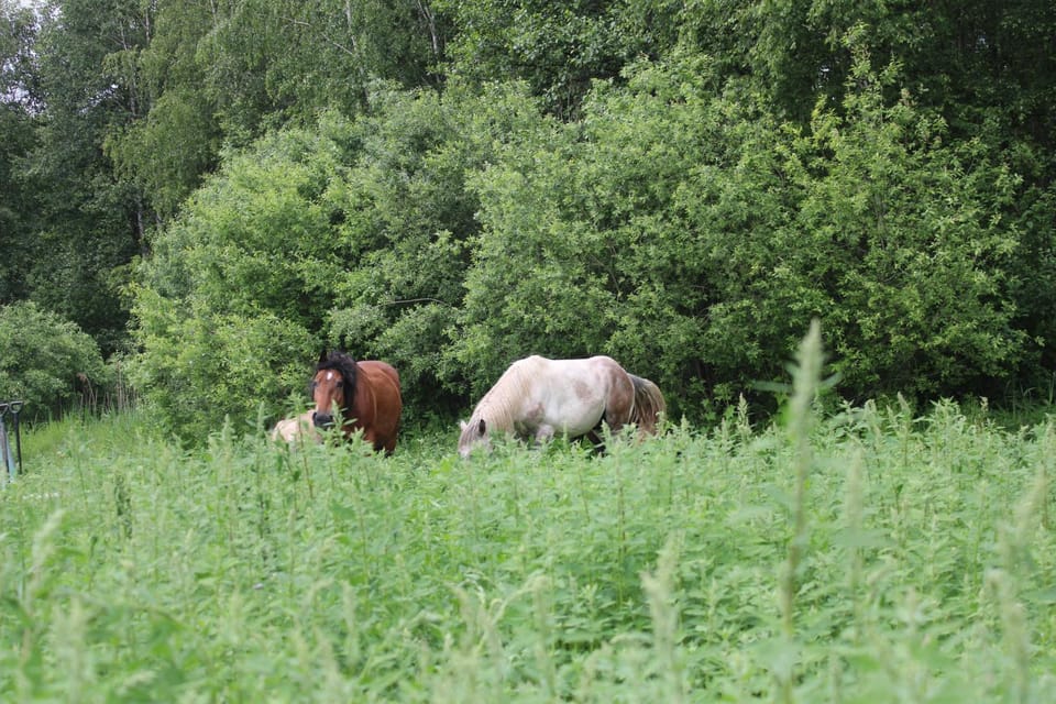 Horse-riding, Animals