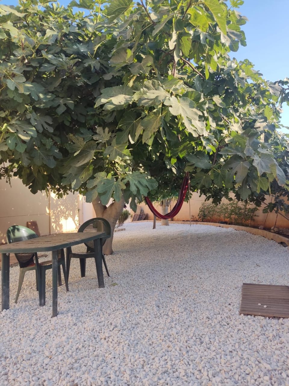 Garden, Garden view, sunbed