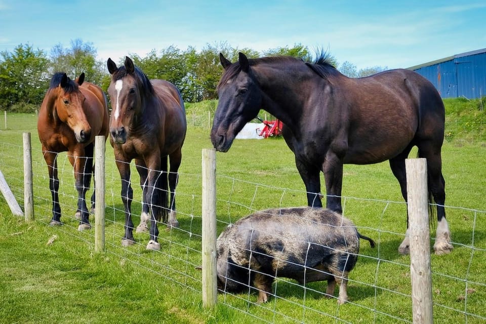 Animals