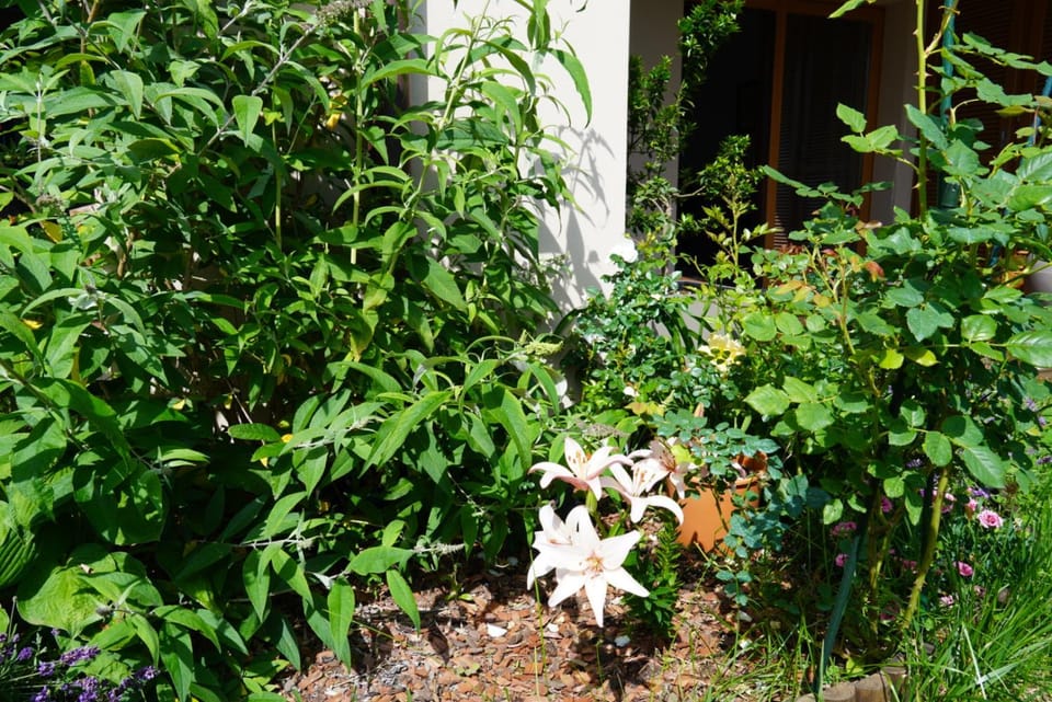 Garden, Garden