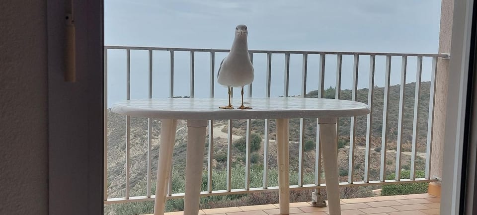 App T2 Climatisé-Vue Mer-Linge et ménage inclus - BANYULS SUR MER Apartment in Alt Empordà